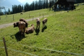 22. Schweizerisches Blasmusiktreffen Weggis Vitznau